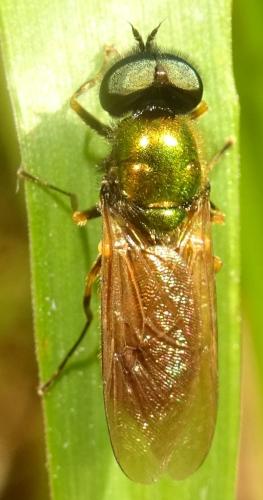 Réf. 354 739 : Chloromyia formosa